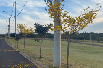 Foto relacionada - Ipês colorem Itaí e encantam no final do inverno