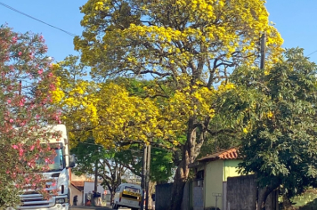 Foto relacionada - Ipês colorem Itaí e encantam no final do inverno