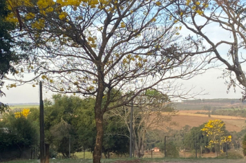Foto relacionada - Ipês colorem Itaí e encantam no final do inverno