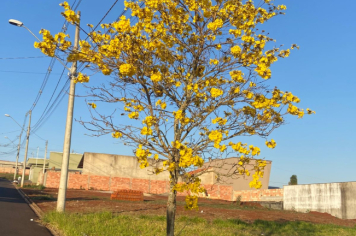 Foto relacionada - Ipês colorem Itaí e encantam no final do inverno