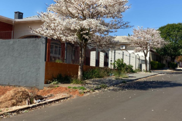 Foto relacionada - Ipês colorem Itaí e encantam no final do inverno