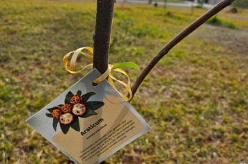 Foto relacionada - Prefeitura de Itaí celebra Dia da Árvore com plantio de mudas e valorização dos biomas locais