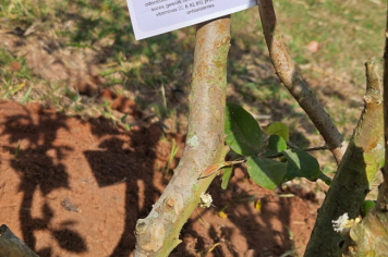 Foto - Programa Municipal Pomares de Cerrado e Mata Atlântica