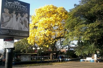 Ipês embelezam a cidade de Itaí no final do inverno