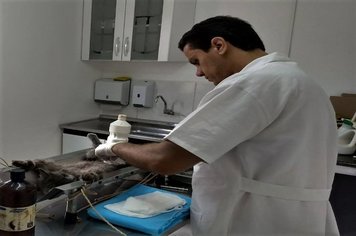 Prefeitura de Itaí realiza serviço gratuito de castração e microchipagem de cães e gatos