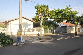 Prefeitura de Itaí substituirá árvores de avenidas