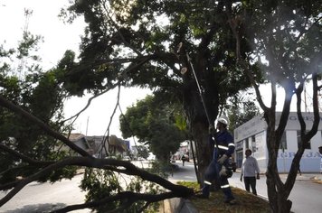 Prefeitura de Itaí substituíra árvores da Avenida Santo Antonio