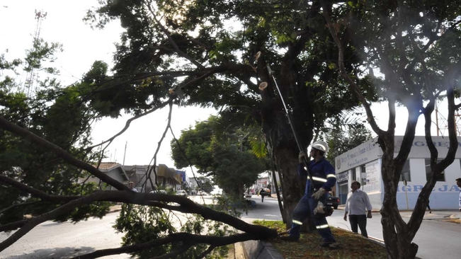 Prefeitura de Itaí substituíra árvores da Avenida Santo Antonio